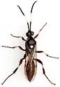 Cratichneumon igniferus - photo 3