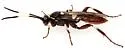 Cratichneumon igniferus - photo 4