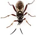 Cratichneumon igniferus - photo 5