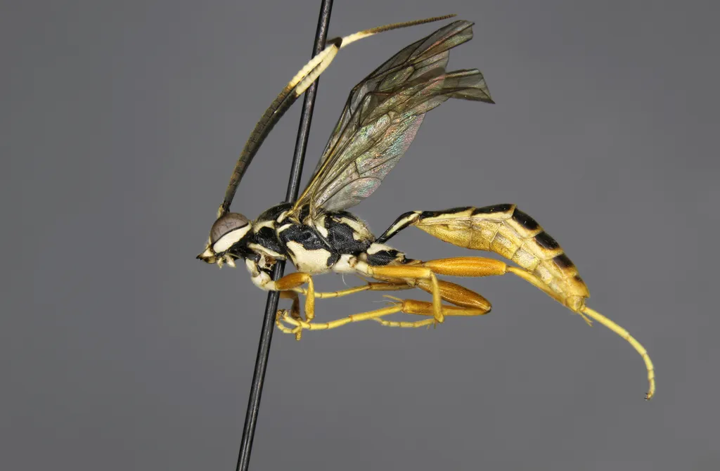 Cratichneumon pseudanisotae - photo 2