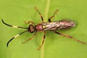 Cratichneumon pteridis