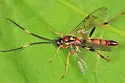 Cratichneumon pteridis - photo 2