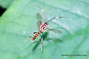 Cratichneumon pteridis - photo 3