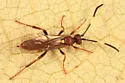 Cratichneumon pteridis - photo 4