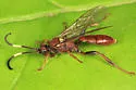 Cratichneumon pteridis - photo 5