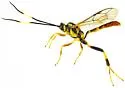 Cratichneumon scabriculus