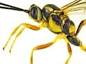Cratichneumon scabriculus - photo 2