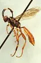 Cratichneumon subfilatus