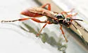 Cratichneumon subfilatus - photo 2