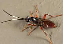 Cratichneumon subfilatus - photo 3