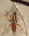 Cratichneumon subfilatus - photo 4