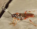 Cratichneumon subfilatus - photo 5