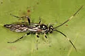 Cratichneumon sublatus