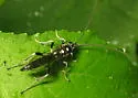 Cratichneumon sublatus - photo 2