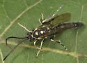 Cratichneumon sublatus - photo 3
