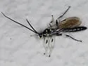 Cratichneumon sublatus - photo 5