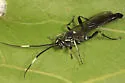Cratichneumon tyloidifer