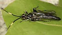 Cratichneumon tyloidifer - photo 2