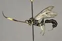 Cratichneumon tyloidifer - photo 3