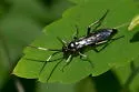 Cratichneumon unifasciatorius
