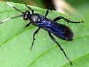 Cratichneumon unifasciatorius - photo 2