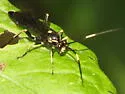 Cratichneumon unifasciatorius - photo 3