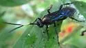 Cratichneumon unifasciatorius - photo 4