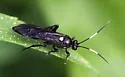 Cratichneumon unifasciatorius - photo 5