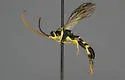 Cratichneumon vescus - photo 2