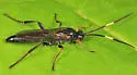 Cratichneumon viator - photo 2