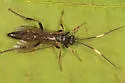 Cratichneumon viator - photo 3