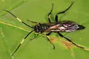 Cratichneumon viator - photo 4