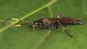 Cratichneumon viator - photo 5