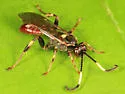 Cratichneumon vinnulus - photo 2