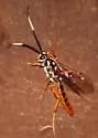 Cratichneumon w-album