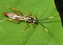 Cratichneumon w-album - photo 2