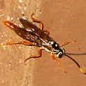 Cratichneumon w-album - photo 3