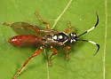 Cratichneumon w-album - photo 4