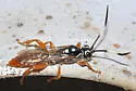 Cratichneumon w-album - photo 5
