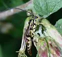Cratichneumon warneri - photo 2