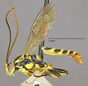 Cratichneumon warneri - photo 3