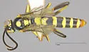 Cratichneumon warneri - photo 4