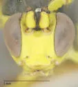 Cratichneumon warneri - photo 5