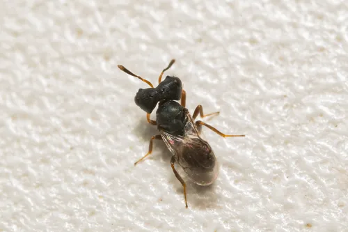 Cratomus megacephala