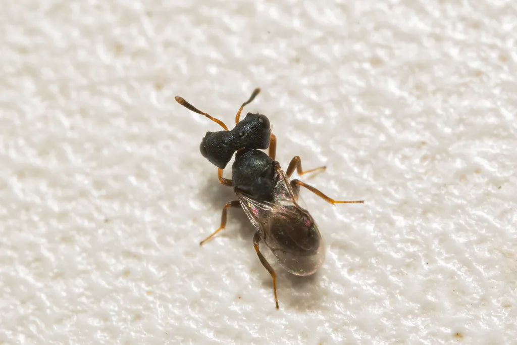 Cratomus megacephala - photo 2
