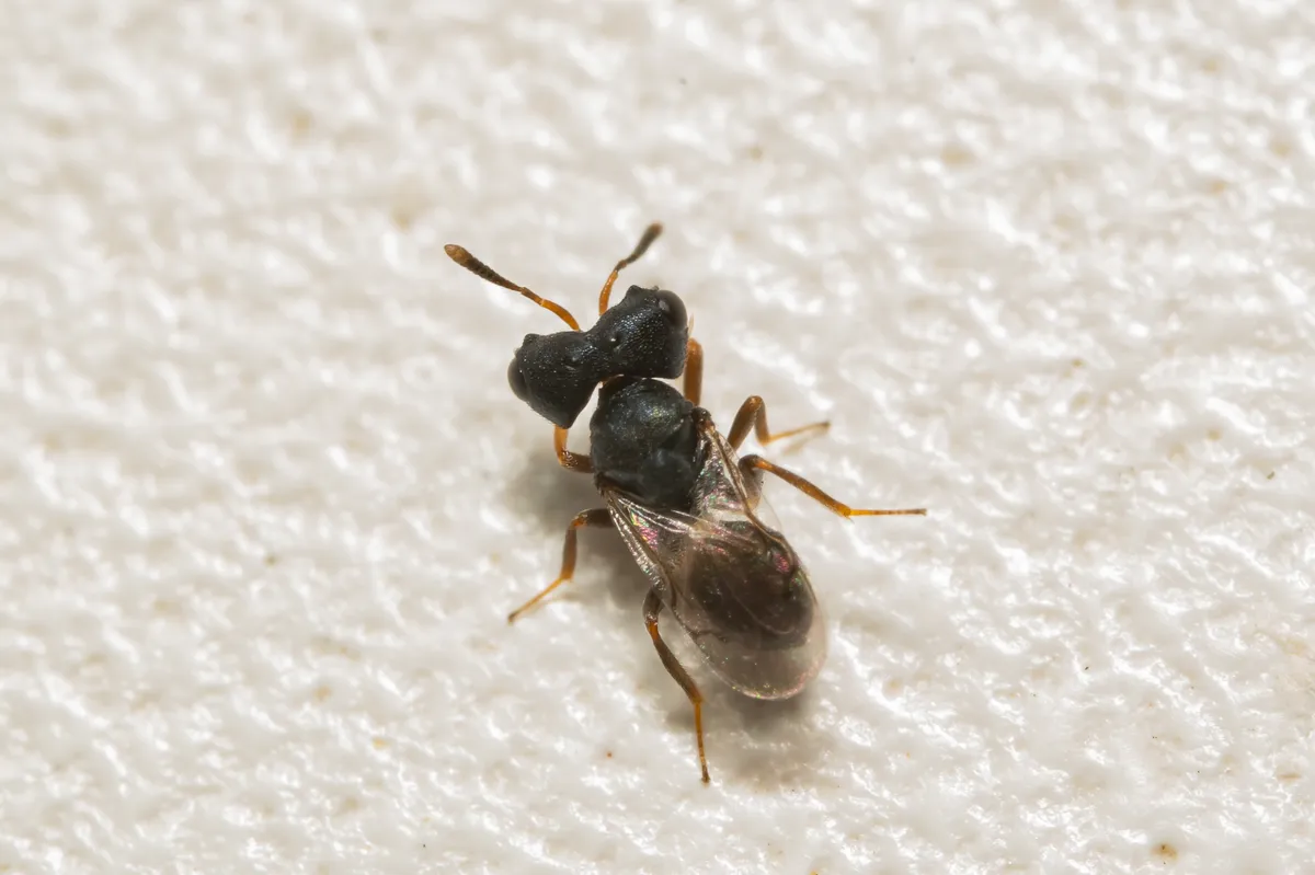 Cratomus megacephala - photo 3