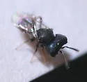Cratomus megacephalus