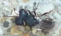 Cratomus megacephalus - photo 2
