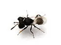 Cratomus megacephalus - photo 3