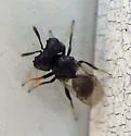 Cratomus megacephalus - photo 4